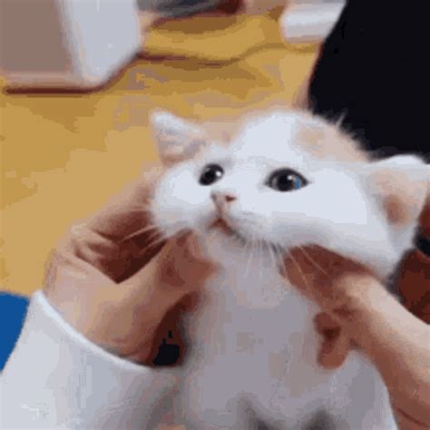 cute cat animated gif|cute cat gif aesthetic.